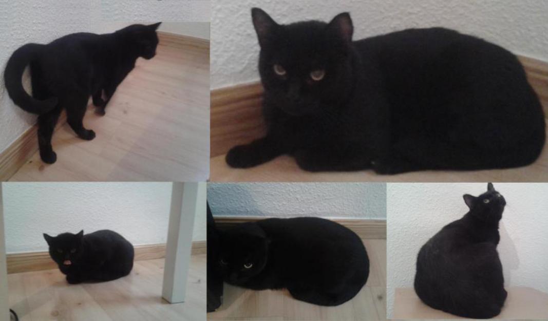 Castle, precioso gatito negro en adopción (Madrid)