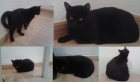 Castle, precioso gatito negro en adopción (Madrid) - mejor precio | unprecio.es