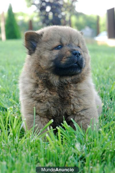 ESPECTACULARES CHOW CHOW