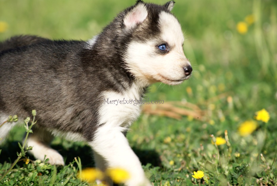 Husky ojos azules