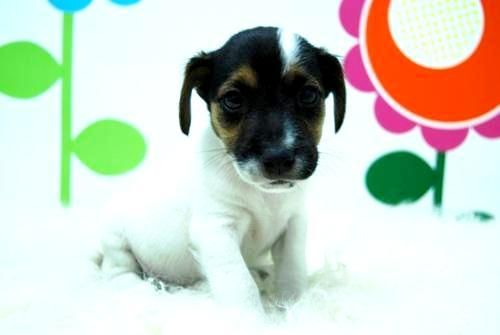 JACK RUSELL TERRIER    DISPONIBLES EN AMBOS SEXOS Y CON 2 MESES DE EDAD _ APROBECHA ESTE PRECIO TAN BAJO