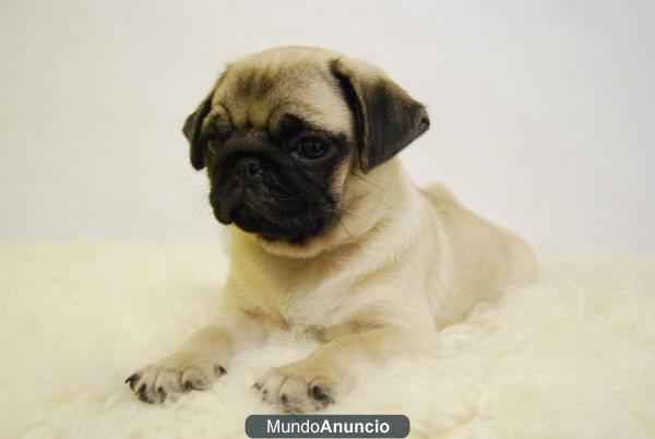 pug cachorros de carlinos listos para entregar preciosos con pedigre