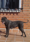 vendo cachorros de pitbull - mejor precio | unprecio.es