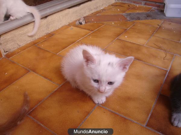 REGALO GATITO BLANCO ESTA PEQUEÑITO 622133016