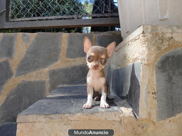 Hembrita chihuahua muy pequeña