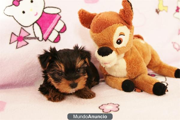 Vendo preciosos,  auténticos cachorros de  yorkshire terrier