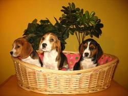 BEAGLES DE PURA RAZA 260