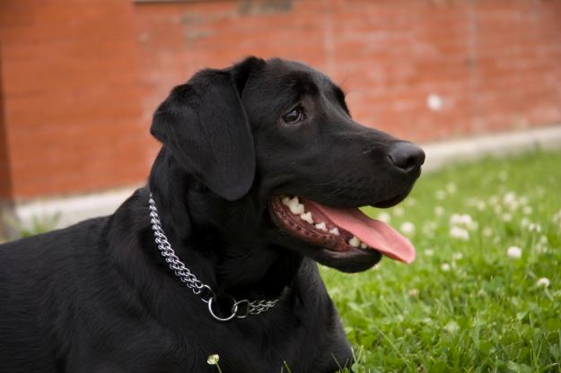 BUSCO HEMBRA LABRADOR PARA MONTA. MADRID.