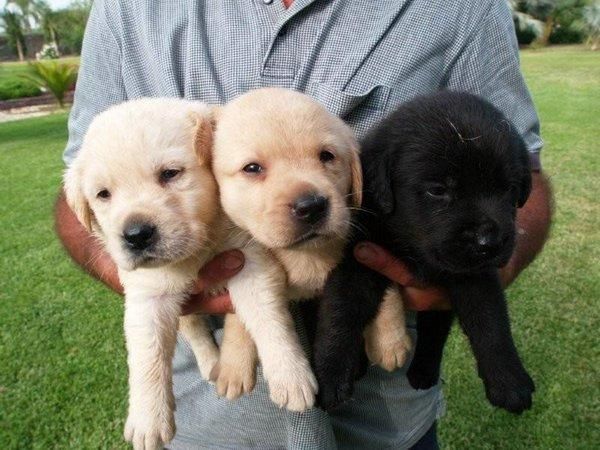 cachorro de LABRADOR NEGRO CON PEDIGREE  250