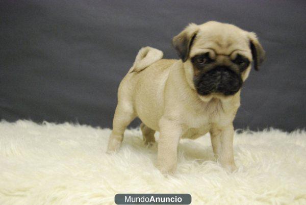 CARLINO PUG DISPONIBLES, COLOR BEIGE