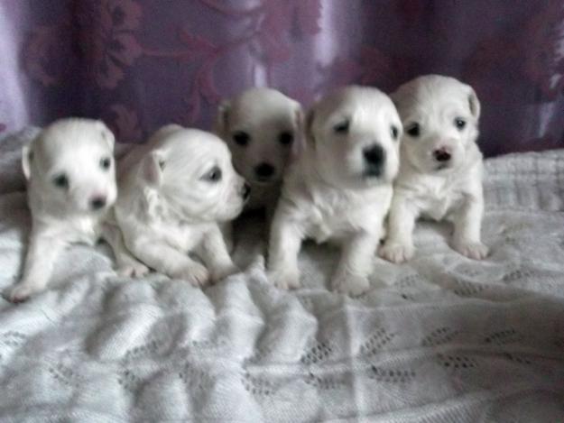 se venden cachoros de bichon maltes