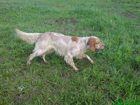 SETTER INGLES ( 1 año, h. ) adiestrada, cazando...