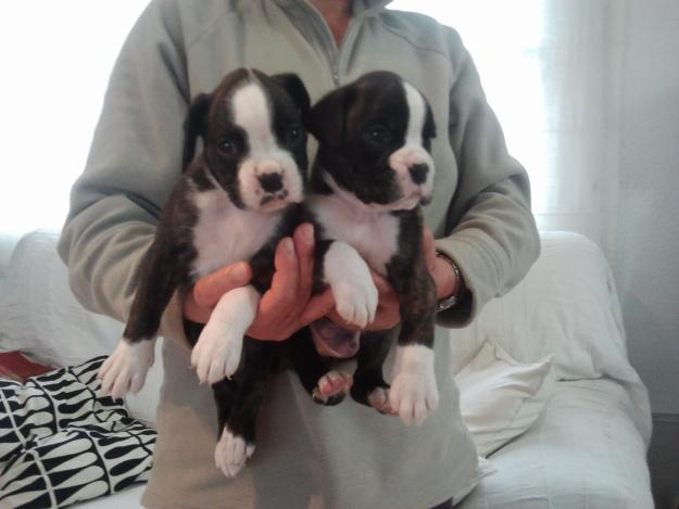 Boxer cachorros,pedigree,300eur.652325877