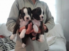 Boxer cachorros,pedigree,300eur.652325877 - mejor precio | unprecio.es