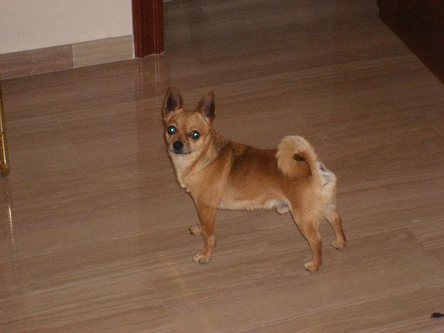 busco perra chihuahua para mi perro