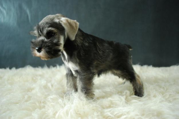 Cachorritos de Schnauzer con Pedigre Loe