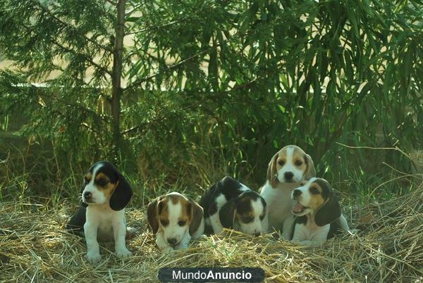 Cachorritos dos meses BeAgLe