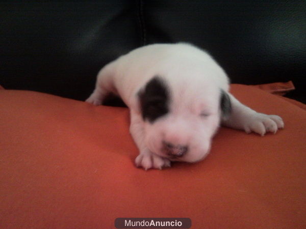 Cachorros American Stanford