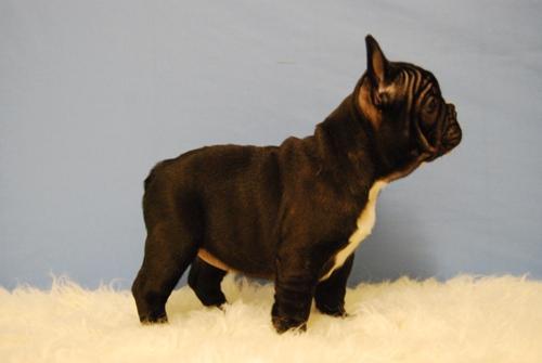 Cachorros de bulldog frances negros 390 euros