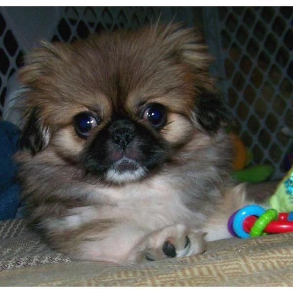 Cachorros de PEKINES con PEDIGREE - 500  -