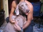 cachorros Weimaraner