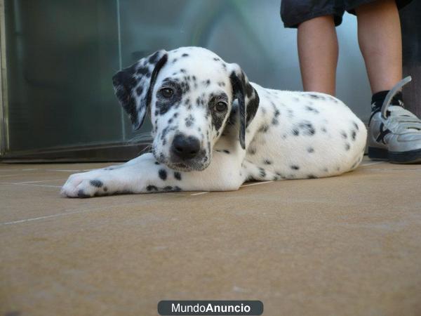 Haru, cachorro dalmata dos meses enadopcion