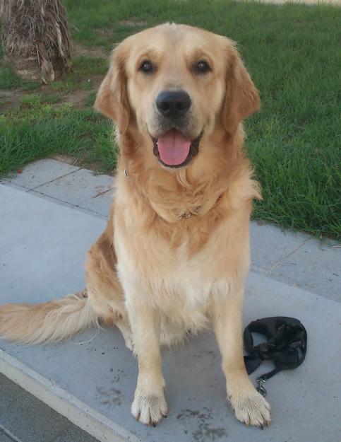 Macho joven y fuerte de Golden Retriever busca novieta o amante.