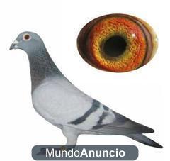 palomas mensajeras