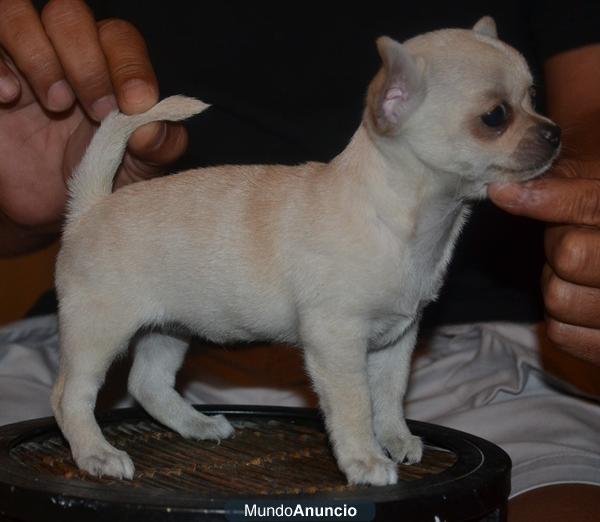 preciosos cachorros de chihuahuas super pequeños