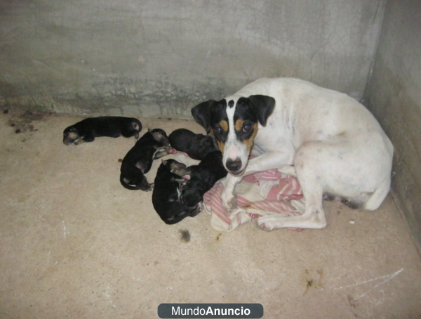 Regalo cachorros bodeguero y pastor alemán