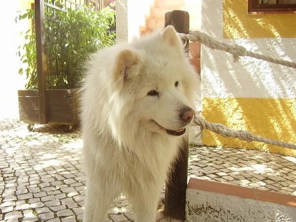 Samoyedo con pedigree busca novia