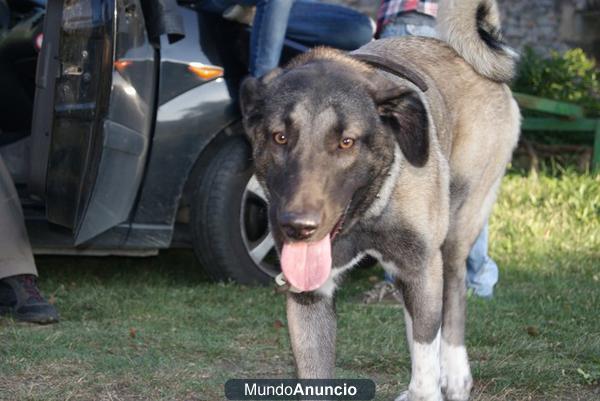 YADA, MASTINA ESPERANDO FAMILIA