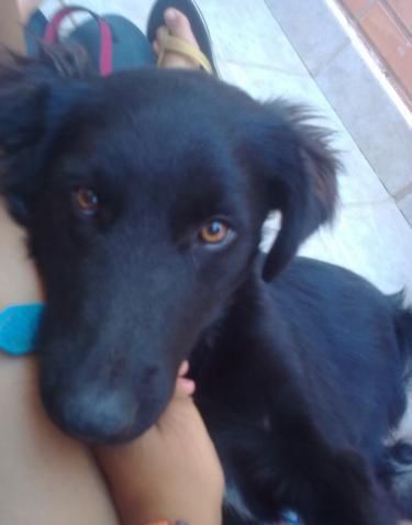 -  ADOPTA  ESTA PRECIOSIDAD --xPastor Belga