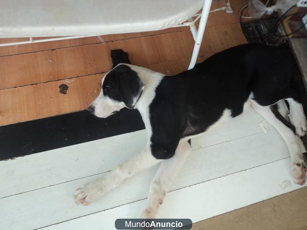 adopcion de un cachorro