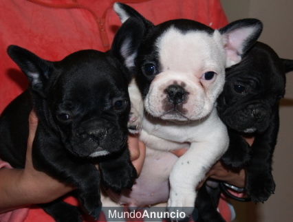 Bulldog Frances, el cachoror que quieres