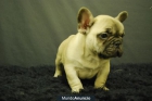 bULLDOG FRANCES FAWN, NEGROS Y DEMAS COLORES, EXCELENTES - mejor precio | unprecio.es