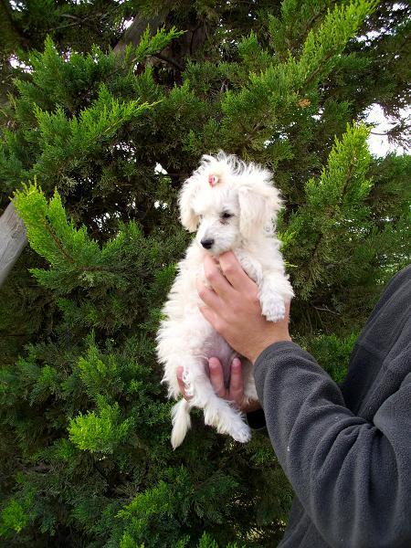 CACHORRITA DE CANICHE TOY