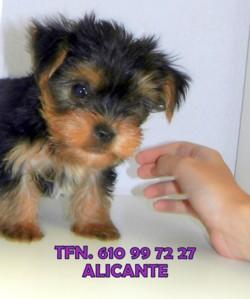 Cachorro Yorkshire Terrier Alicante