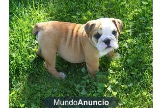 Gratis Camada de Cachorros Bulldogs Ingles para adopcion