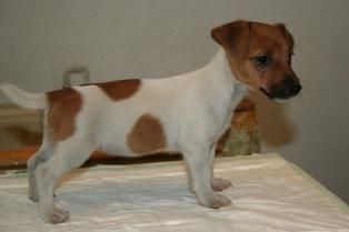 Jack Russell Terrier, excelentes cachorritos de 2 meses con muy buen pedigree y 1 año de garantia sanitaria por escrito