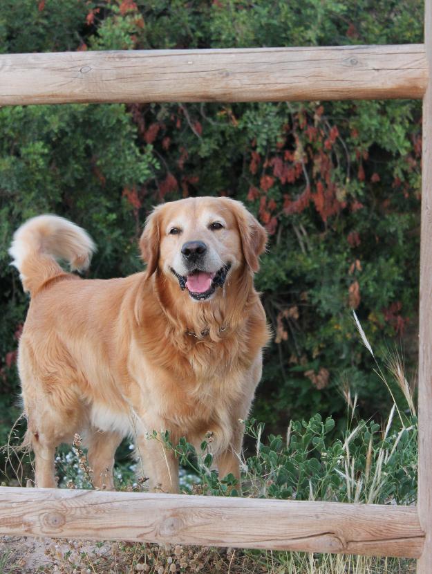 Rocko, Golden Retriever, busca Monta