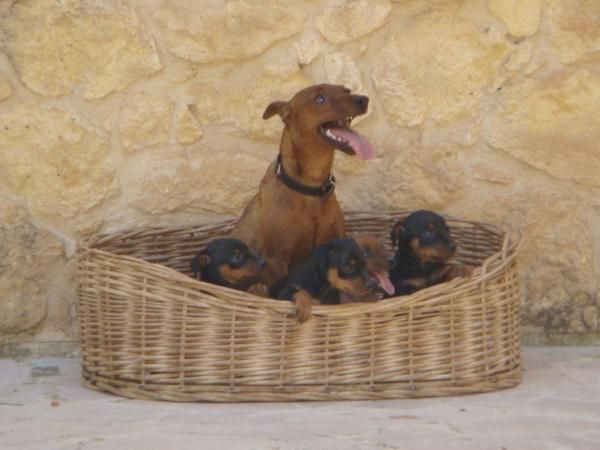 SE VENDEN PINSCHER MINIATURA DE EXCELENTE CALIDAD Y PRECIO