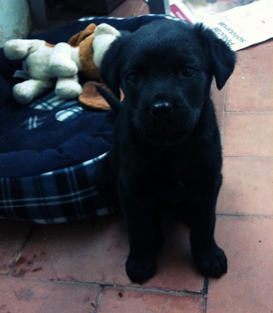 Vendo cachorra labrador de 2 meses