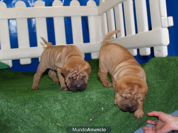 Vendo cachorritos de  Shar-pei