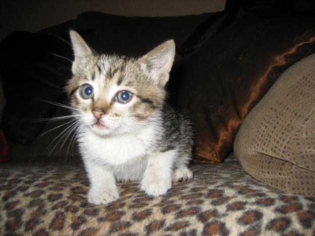 Cachorro de gato en adopción.