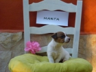 Jack Russell Terrier, Cría Familiar - mejor precio | unprecio.es