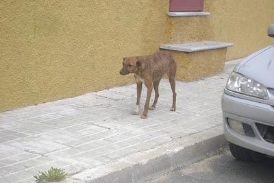 AYUDA! Michel, podenca hembra de 1 año en la calle de pueblo de Sevilla.