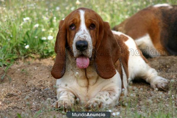 BASSET HOUND HEMBRA TRICOLOR-CHISPITA DE PINADAM