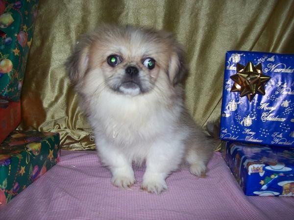 Cachorritos de Pekinés - 450   - con pedigrí