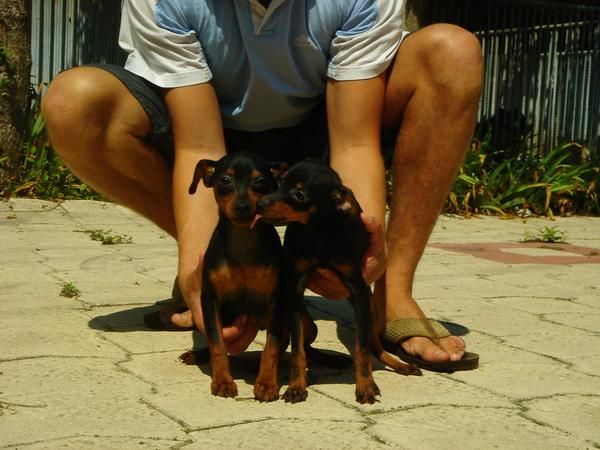 CACHORROS DE PINSCHER MINI 450